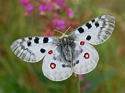 Apollo Butterfly White Spotted