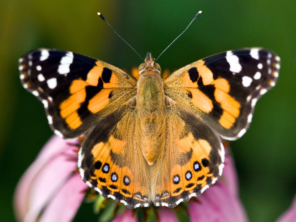 Painted Lady Butterfly Orange