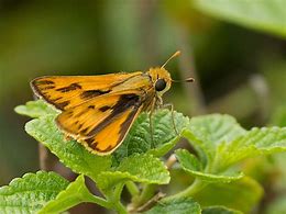 Skipper Butterfly Orange