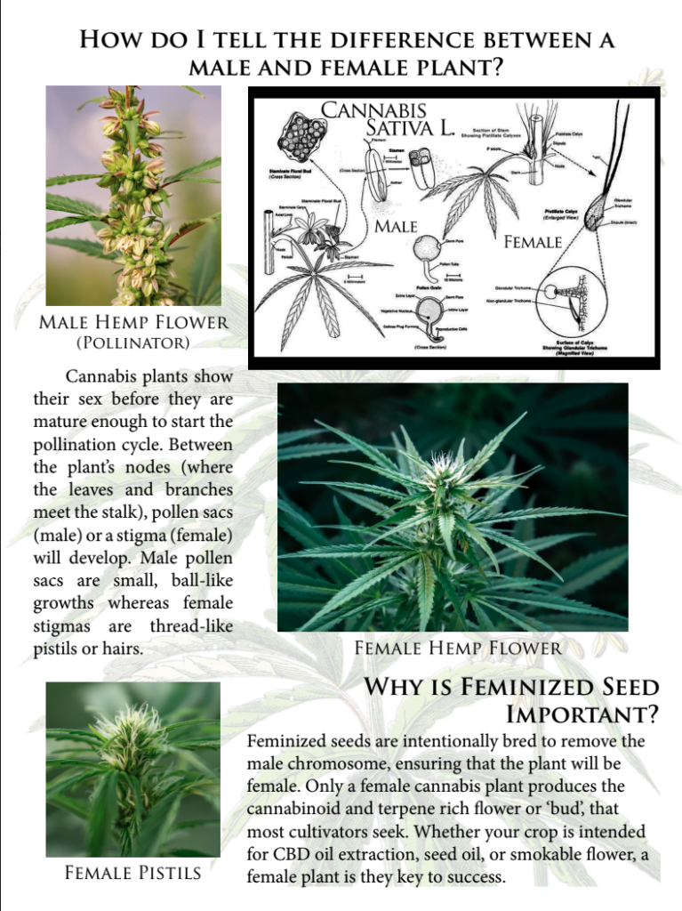 Example of Farmer's guide for Hemp Seed Sales and production