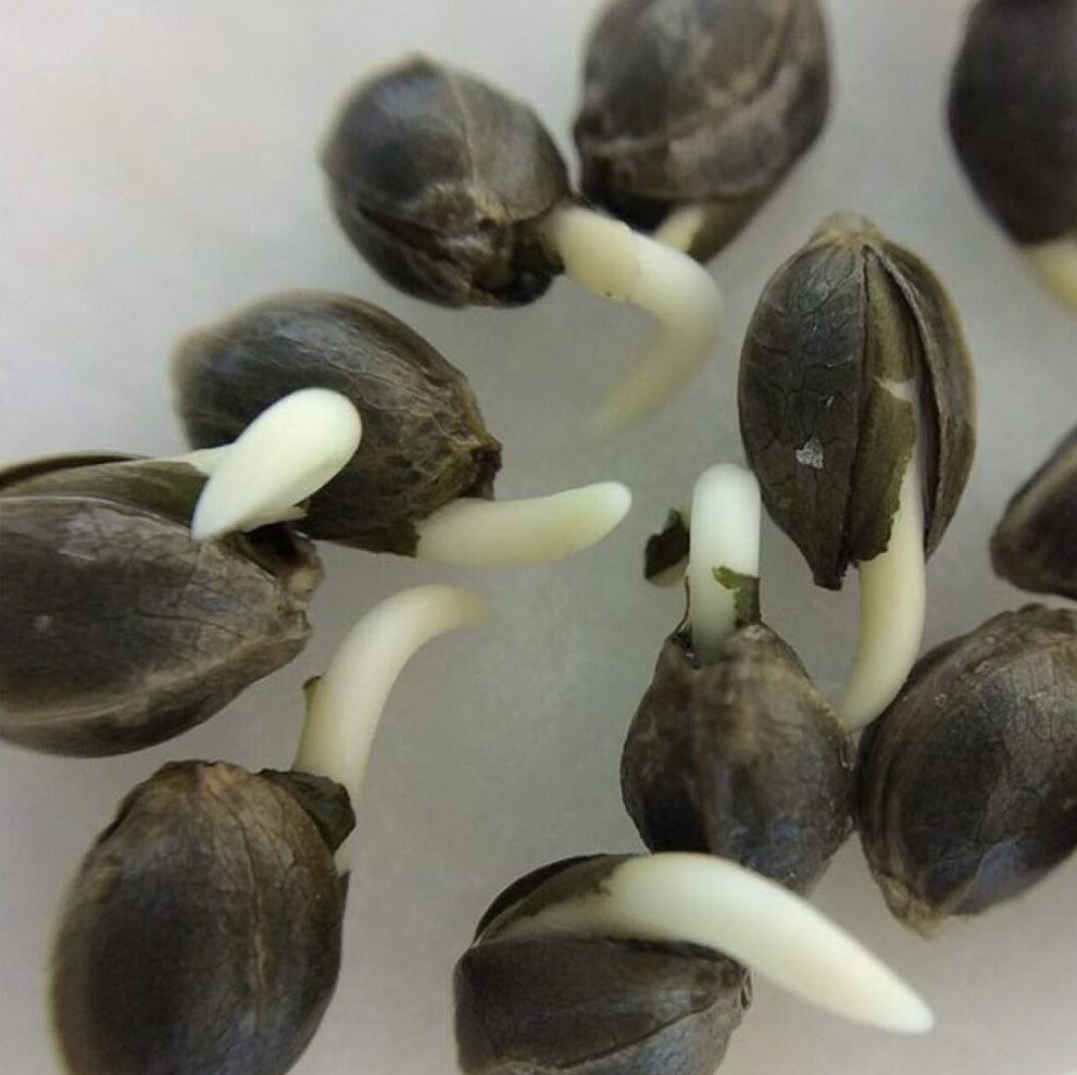 Hemp seeds sprouting their tap roots