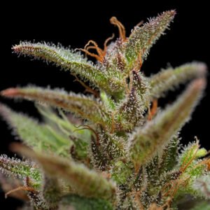 Eighty Eight Macro-701LrSq