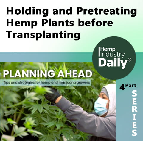 cover to hemp industry daily article how to hold and pretreat plants befroe transplanting