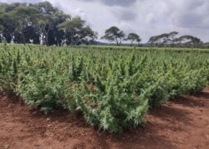 Cannabis in the African and frontier markets