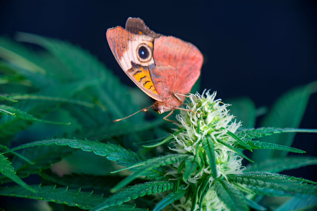 Cannabis and biodiversity
